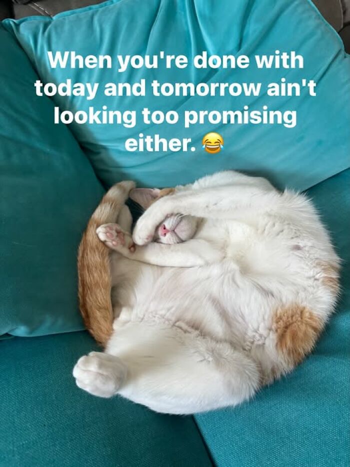 “I Can Relate To The Core”: 78 Animal Memes That Prove The Internet Was Made For This Exact Purpose “I Can Relate To The Core”: 78 Animal Memes That Prove The Internet Was Made For This Exact Purpose