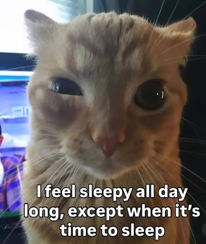 “I Can Relate To The Core”: 78 Animal Memes That Prove The Internet Was Made For This Exact Purpose “I Can Relate To The Core”: 78 Animal Memes That Prove The Internet Was Made For This Exact Purpose