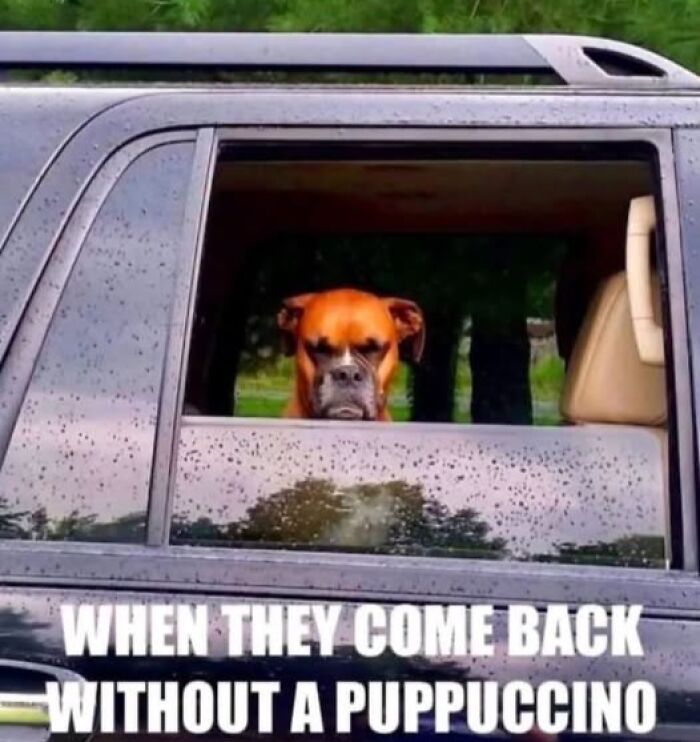 “I Can Relate To The Core”: 78 Animal Memes That Prove The Internet Was Made For This Exact Purpose “I Can Relate To The Core”: 78 Animal Memes That Prove The Internet Was Made For This Exact Purpose