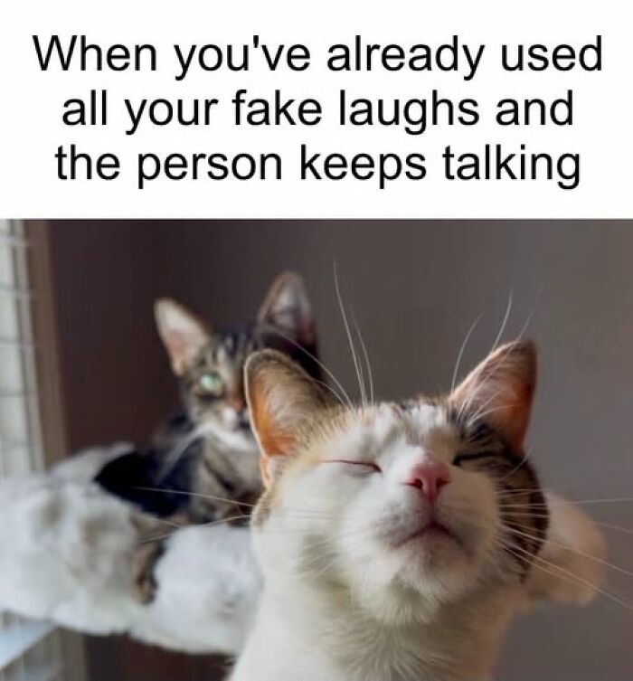 “I Can Relate To The Core”: 78 Animal Memes That Prove The Internet Was Made For This Exact Purpose “I Can Relate To The Core”: 78 Animal Memes That Prove The Internet Was Made For This Exact Purpose