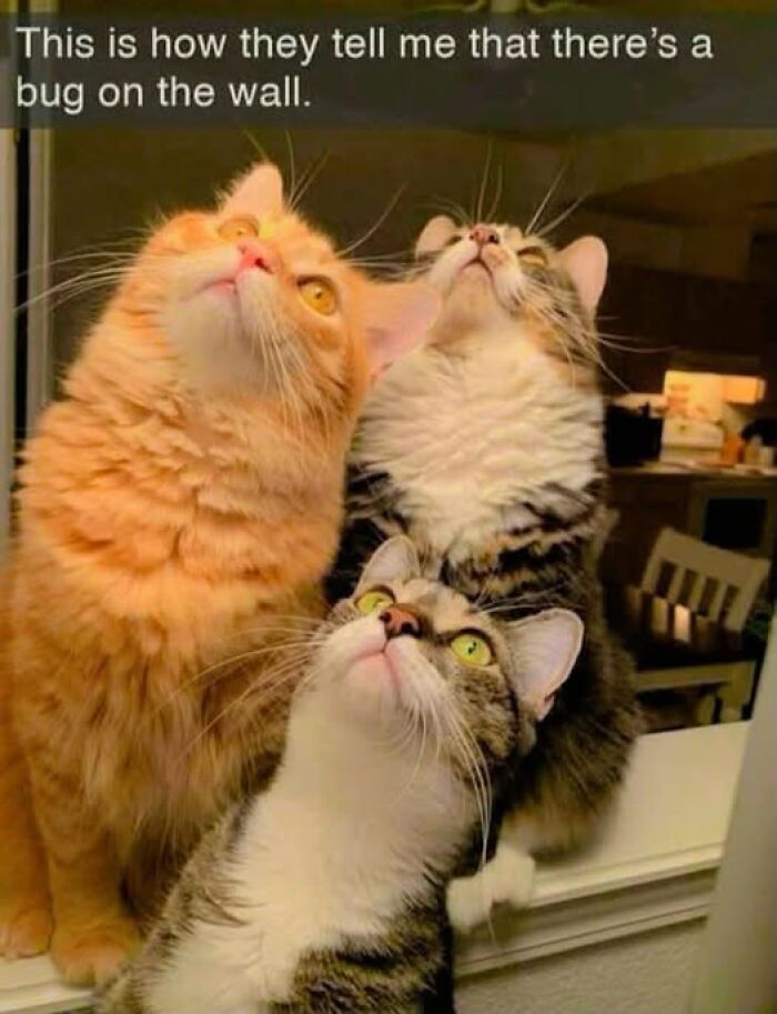 “I Can Relate To The Core”: 78 Animal Memes That Prove The Internet Was Made For This Exact Purpose “I Can Relate To The Core”: 78 Animal Memes That Prove The Internet Was Made For This Exact Purpose