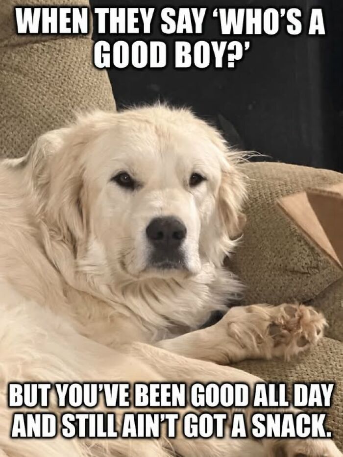 “I Can Relate To The Core”: 78 Animal Memes That Prove The Internet Was Made For This Exact Purpose “I Can Relate To The Core”: 78 Animal Memes That Prove The Internet Was Made For This Exact Purpose