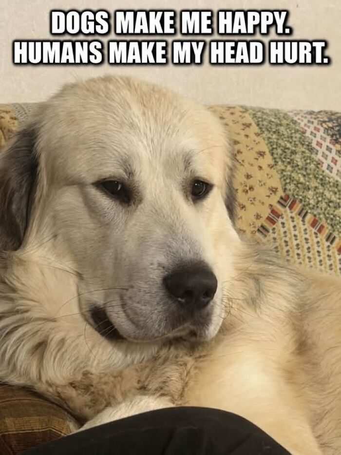 “I Can Relate To The Core”: 78 Animal Memes That Prove The Internet Was Made For This Exact Purpose “I Can Relate To The Core”: 78 Animal Memes That Prove The Internet Was Made For This Exact Purpose