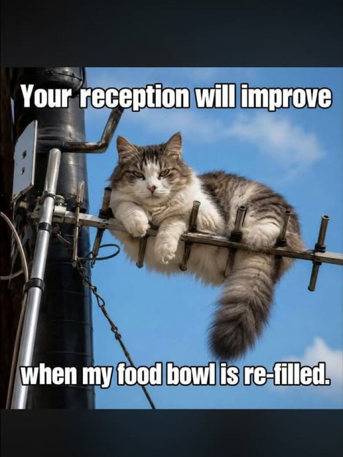 “I Can Relate To The Core”: 78 Animal Memes That Prove The Internet Was Made For This Exact Purpose “I Can Relate To The Core”: 78 Animal Memes That Prove The Internet Was Made For This Exact Purpose
