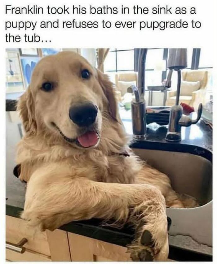 “I Can Relate To The Core”: 78 Animal Memes That Prove The Internet Was Made For This Exact Purpose “I Can Relate To The Core”: 78 Animal Memes That Prove The Internet Was Made For This Exact Purpose