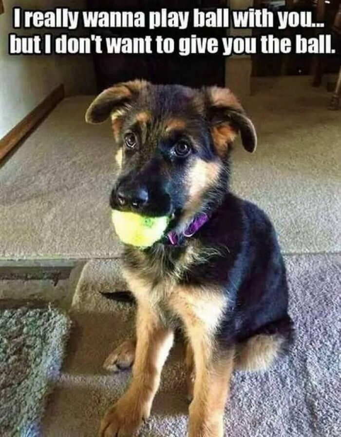 “I Can Relate To The Core”: 78 Animal Memes That Prove The Internet Was Made For This Exact Purpose “I Can Relate To The Core”: 78 Animal Memes That Prove The Internet Was Made For This Exact Purpose
