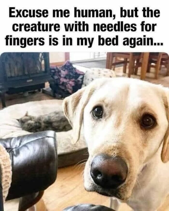 “I Can Relate To The Core”: 78 Animal Memes That Prove The Internet Was Made For This Exact Purpose “I Can Relate To The Core”: 78 Animal Memes That Prove The Internet Was Made For This Exact Purpose