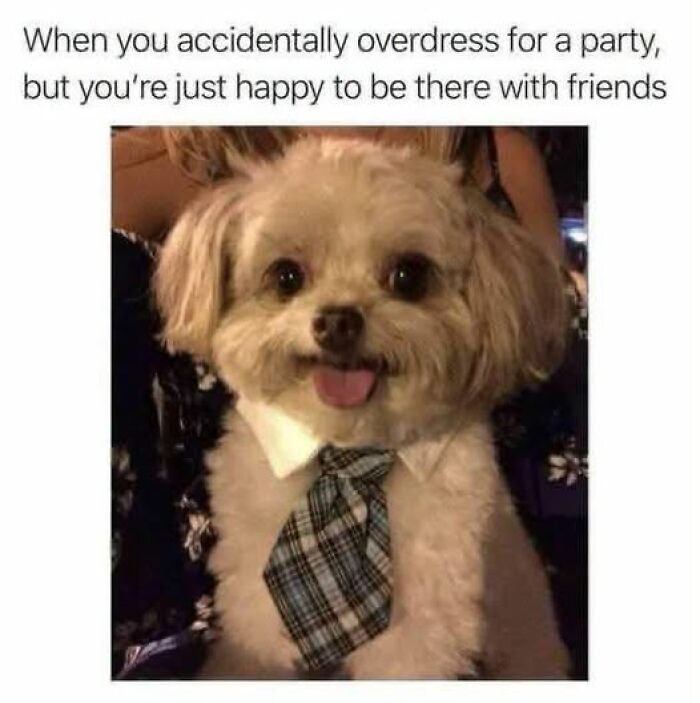 “I Can Relate To The Core”: 78 Animal Memes That Prove The Internet Was Made For This Exact Purpose “I Can Relate To The Core”: 78 Animal Memes That Prove The Internet Was Made For This Exact Purpose