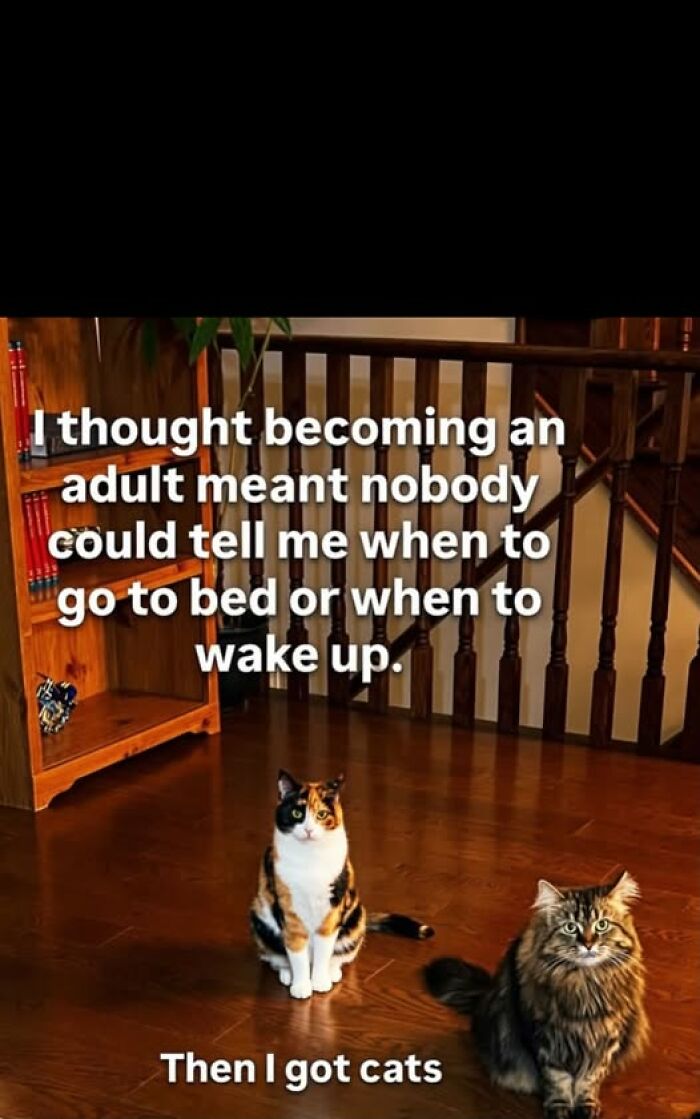 “I Can Relate To The Core”: 78 Animal Memes That Prove The Internet Was Made For This Exact Purpose “I Can Relate To The Core”: 78 Animal Memes That Prove The Internet Was Made For This Exact Purpose
