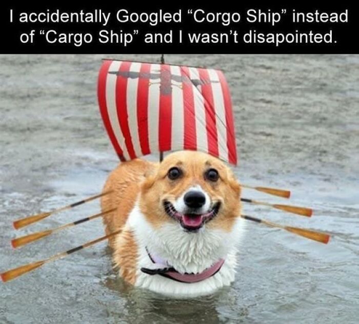 “I Can Relate To The Core”: 78 Animal Memes That Prove The Internet Was Made For This Exact Purpose “I Can Relate To The Core”: 78 Animal Memes That Prove The Internet Was Made For This Exact Purpose