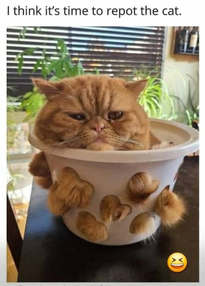“I Can Relate To The Core”: 78 Animal Memes That Prove The Internet Was Made For This Exact Purpose “I Can Relate To The Core”: 78 Animal Memes That Prove The Internet Was Made For This Exact Purpose