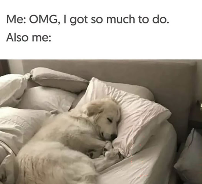 “I Can Relate To The Core”: 78 Animal Memes That Prove The Internet Was Made For This Exact Purpose “I Can Relate To The Core”: 78 Animal Memes That Prove The Internet Was Made For This Exact Purpose