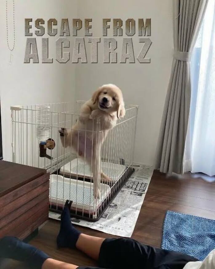 “I Can Relate To The Core”: 78 Animal Memes That Prove The Internet Was Made For This Exact Purpose “I Can Relate To The Core”: 78 Animal Memes That Prove The Internet Was Made For This Exact Purpose
