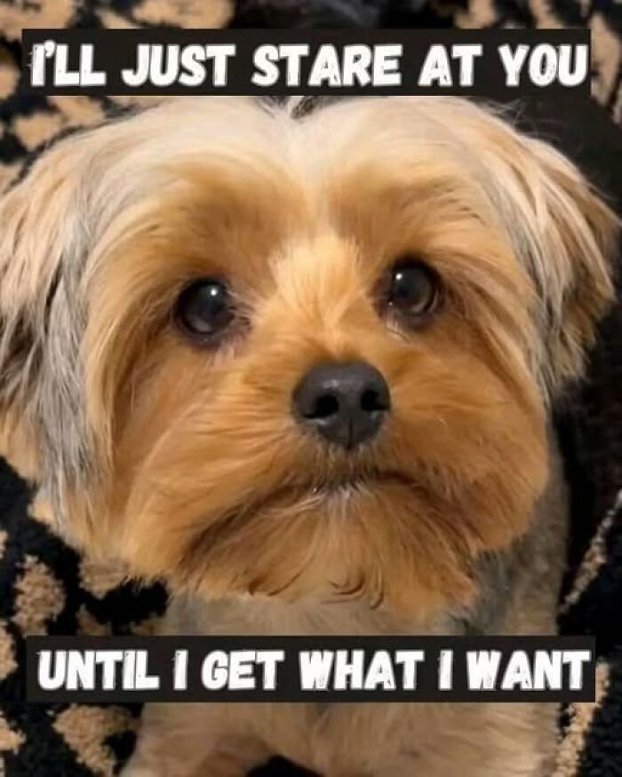 “I Can Relate To The Core”: 78 Animal Memes That Prove The Internet Was Made For This Exact Purpose “I Can Relate To The Core”: 78 Animal Memes That Prove The Internet Was Made For This Exact Purpose