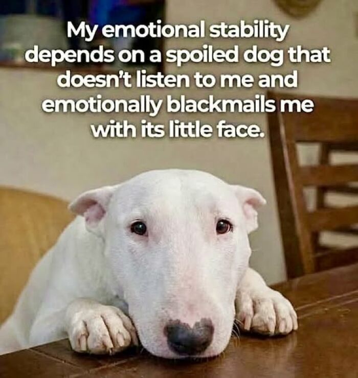“I Can Relate To The Core”: 78 Animal Memes That Prove The Internet Was Made For This Exact Purpose “I Can Relate To The Core”: 78 Animal Memes That Prove The Internet Was Made For This Exact Purpose