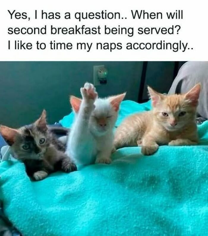 “I Can Relate To The Core”: 78 Animal Memes That Prove The Internet Was Made For This Exact Purpose “I Can Relate To The Core”: 78 Animal Memes That Prove The Internet Was Made For This Exact Purpose