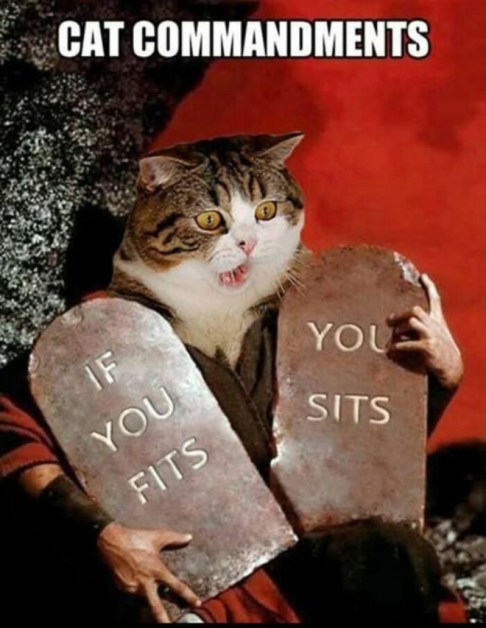“I Can Relate To The Core”: 78 Animal Memes That Prove The Internet Was Made For This Exact Purpose “I Can Relate To The Core”: 78 Animal Memes That Prove The Internet Was Made For This Exact Purpose