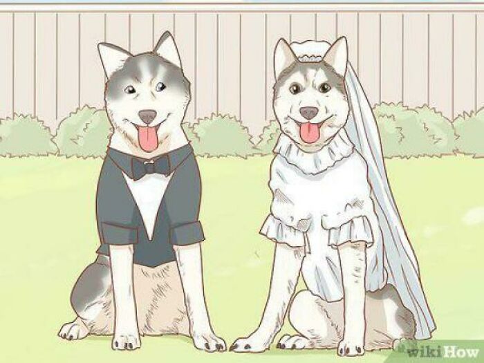 80 WikiHow Illustrations So Funny They Look Like They Were Made For A Meme Page 80 WikiHow Illustrations So Funny They Look Like They Were Made For A Meme Page