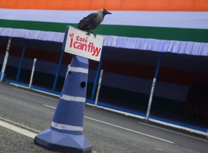 These 43 Photos By Pranay Pariyar Capture The Strange Reality Of Animals Living On The Streets These 43 Photos By Pranay Pariyar Capture The Strange Reality Of Animals Living On The Streets