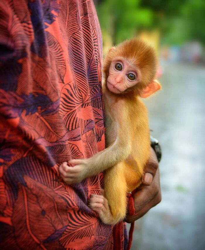 These 43 Photos By Pranay Pariyar Capture The Strange Reality Of Animals Living On The Streets These 43 Photos By Pranay Pariyar Capture The Strange Reality Of Animals Living On The Streets