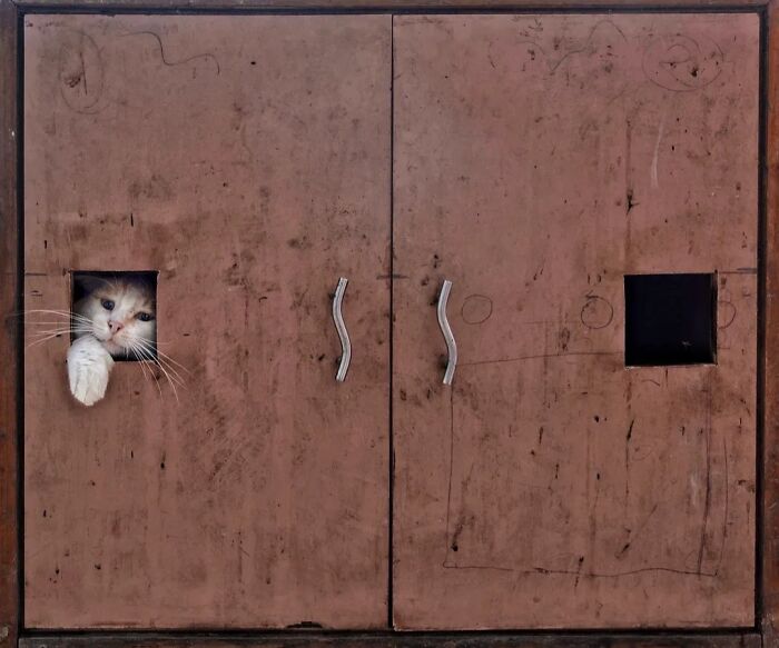 These 43 Photos By Pranay Pariyar Capture The Strange Reality Of Animals Living On The Streets These 43 Photos By Pranay Pariyar Capture The Strange Reality Of Animals Living On The Streets