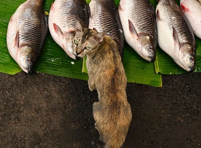 These 43 Photos By Pranay Pariyar Capture The Strange Reality Of Animals Living On The Streets These 43 Photos By Pranay Pariyar Capture The Strange Reality Of Animals Living On The Streets