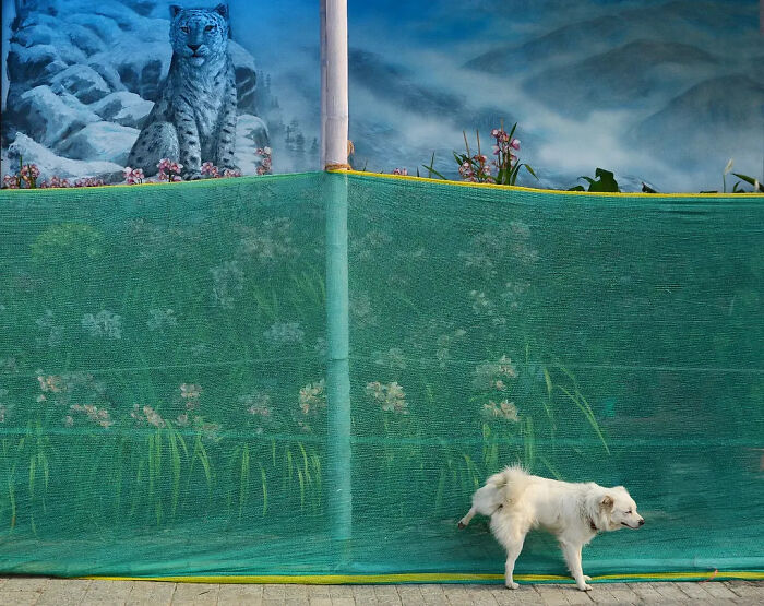 These 43 Photos By Pranay Pariyar Capture The Strange Reality Of Animals Living On The Streets These 43 Photos By Pranay Pariyar Capture The Strange Reality Of Animals Living On The Streets