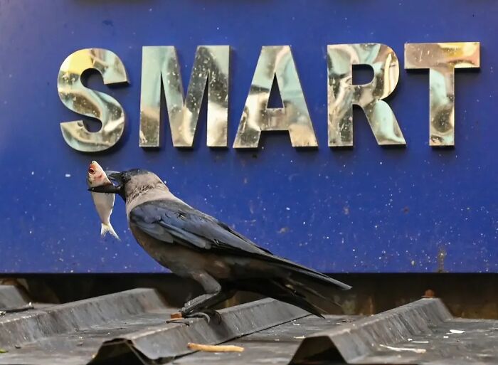 These 43 Photos By Pranay Pariyar Capture The Strange Reality Of Animals Living On The Streets These 43 Photos By Pranay Pariyar Capture The Strange Reality Of Animals Living On The Streets