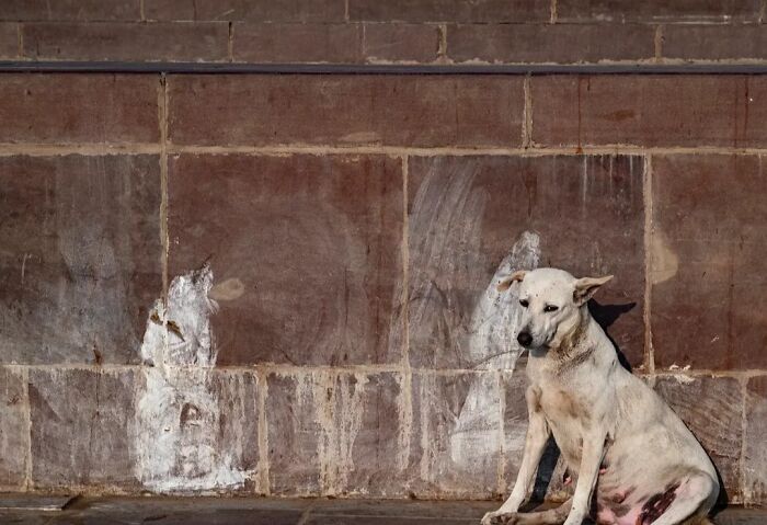 These 43 Photos By Pranay Pariyar Capture The Strange Reality Of Animals Living On The Streets These 43 Photos By Pranay Pariyar Capture The Strange Reality Of Animals Living On The Streets
