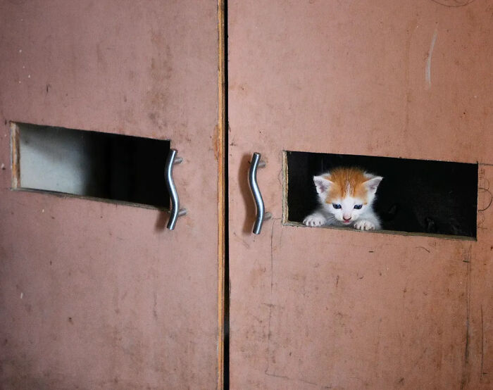 These 43 Photos By Pranay Pariyar Capture The Strange Reality Of Animals Living On The Streets These 43 Photos By Pranay Pariyar Capture The Strange Reality Of Animals Living On The Streets