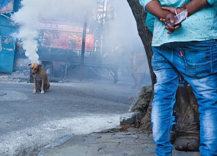 These 43 Photos By Pranay Pariyar Capture The Strange Reality Of Animals Living On The Streets These 43 Photos By Pranay Pariyar Capture The Strange Reality Of Animals Living On The Streets