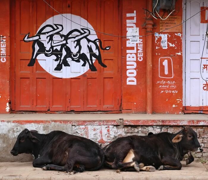 These 43 Photos By Pranay Pariyar Capture The Strange Reality Of Animals Living On The Streets These 43 Photos By Pranay Pariyar Capture The Strange Reality Of Animals Living On The Streets