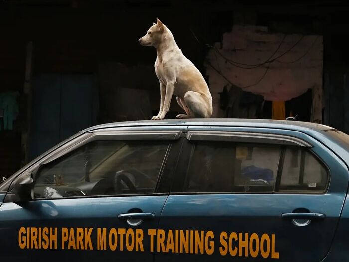 These 43 Photos By Pranay Pariyar Capture The Strange Reality Of Animals Living On The Streets These 43 Photos By Pranay Pariyar Capture The Strange Reality Of Animals Living On The Streets