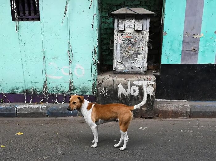These 43 Photos By Pranay Pariyar Capture The Strange Reality Of Animals Living On The Streets These 43 Photos By Pranay Pariyar Capture The Strange Reality Of Animals Living On The Streets