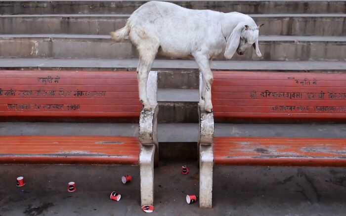 These 43 Photos By Pranay Pariyar Capture The Strange Reality Of Animals Living On The Streets These 43 Photos By Pranay Pariyar Capture The Strange Reality Of Animals Living On The Streets