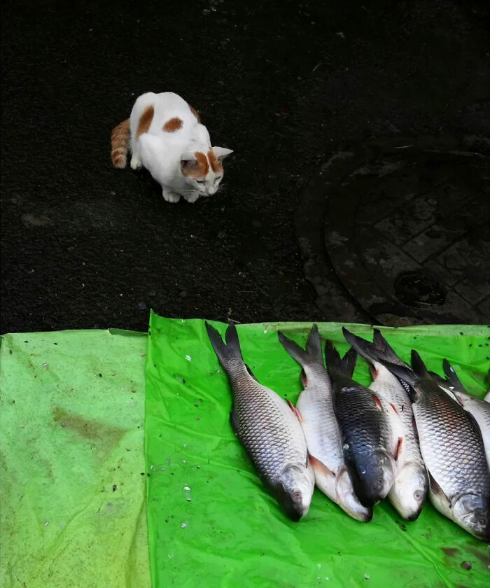 These 43 Photos By Pranay Pariyar Capture The Strange Reality Of Animals Living On The Streets These 43 Photos By Pranay Pariyar Capture The Strange Reality Of Animals Living On The Streets
