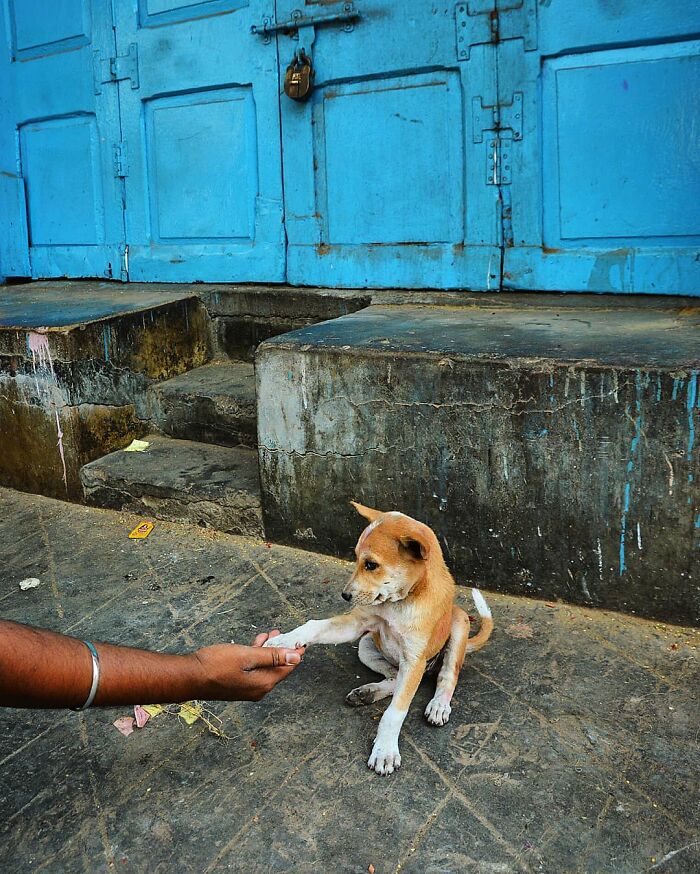 These 43 Photos By Pranay Pariyar Capture The Strange Reality Of Animals Living On The Streets These 43 Photos By Pranay Pariyar Capture The Strange Reality Of Animals Living On The Streets