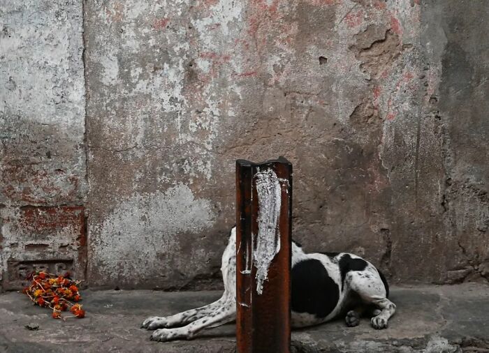 These 43 Photos By Pranay Pariyar Capture The Strange Reality Of Animals Living On The Streets These 43 Photos By Pranay Pariyar Capture The Strange Reality Of Animals Living On The Streets