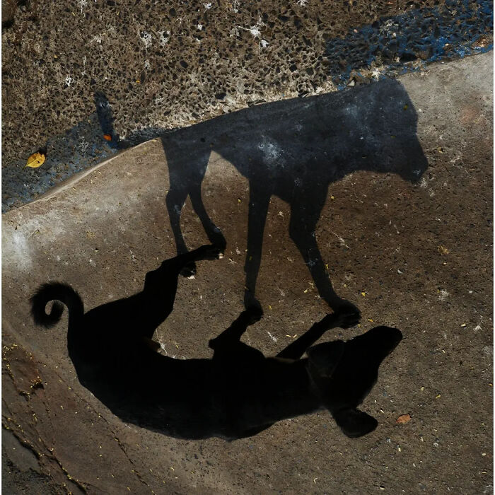 These 43 Photos By Pranay Pariyar Capture The Strange Reality Of Animals Living On The Streets These 43 Photos By Pranay Pariyar Capture The Strange Reality Of Animals Living On The Streets