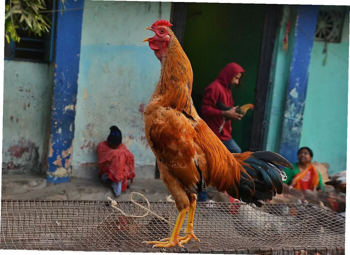 These 43 Photos By Pranay Pariyar Capture The Strange Reality Of Animals Living On The Streets These 43 Photos By Pranay Pariyar Capture The Strange Reality Of Animals Living On The Streets