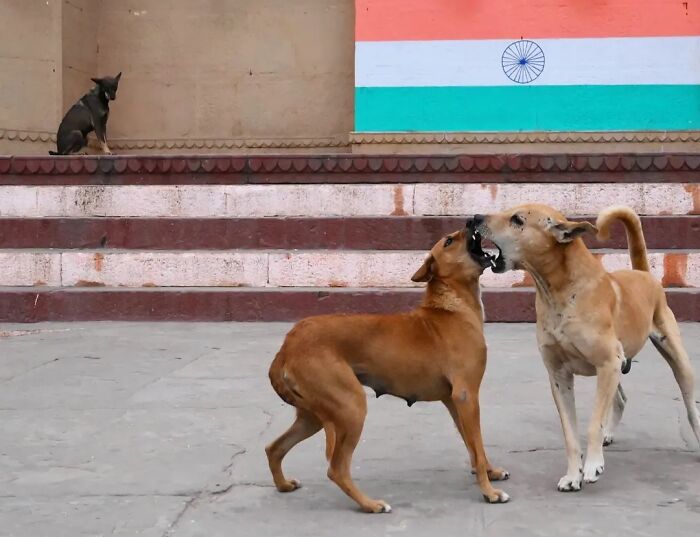 These 43 Photos By Pranay Pariyar Capture The Strange Reality Of Animals Living On The Streets These 43 Photos By Pranay Pariyar Capture The Strange Reality Of Animals Living On The Streets