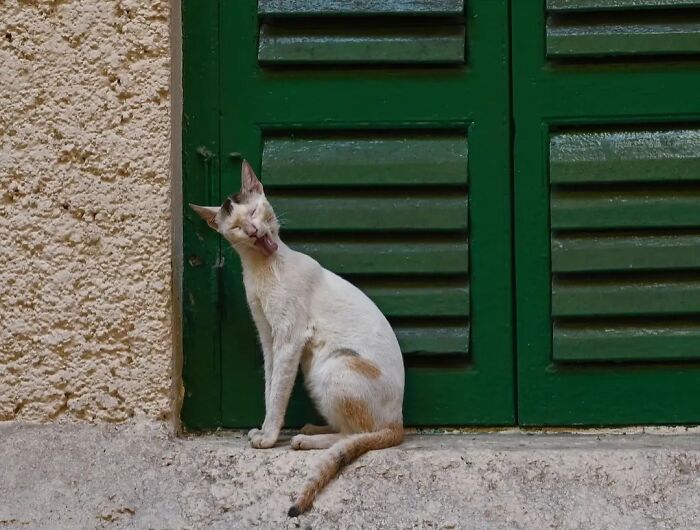 These 43 Photos By Pranay Pariyar Capture The Strange Reality Of Animals Living On The Streets These 43 Photos By Pranay Pariyar Capture The Strange Reality Of Animals Living On The Streets