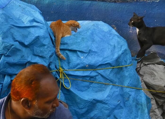 These 43 Photos By Pranay Pariyar Capture The Strange Reality Of Animals Living On The Streets These 43 Photos By Pranay Pariyar Capture The Strange Reality Of Animals Living On The Streets