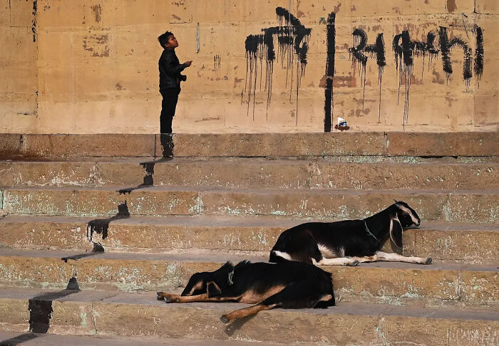 These 43 Photos By Pranay Pariyar Capture The Strange Reality Of Animals Living On The Streets These 43 Photos By Pranay Pariyar Capture The Strange Reality Of Animals Living On The Streets