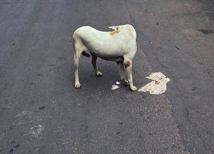These 43 Photos By Pranay Pariyar Capture The Strange Reality Of Animals Living On The Streets These 43 Photos By Pranay Pariyar Capture The Strange Reality Of Animals Living On The Streets