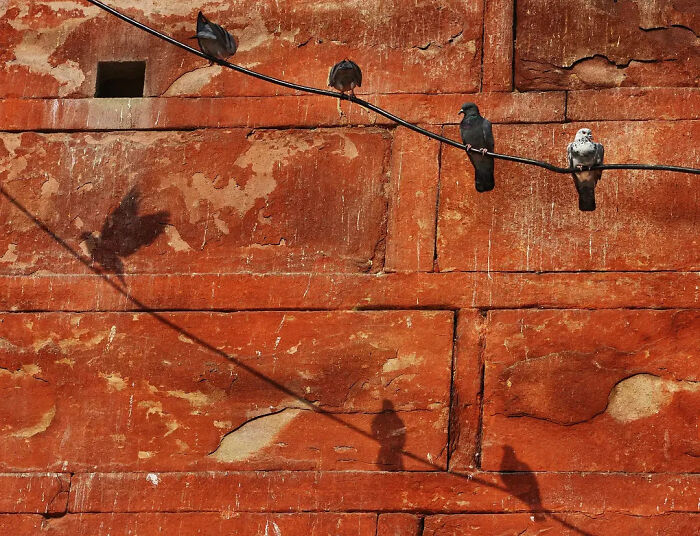 These 43 Photos By Pranay Pariyar Capture The Strange Reality Of Animals Living On The Streets These 43 Photos By Pranay Pariyar Capture The Strange Reality Of Animals Living On The Streets