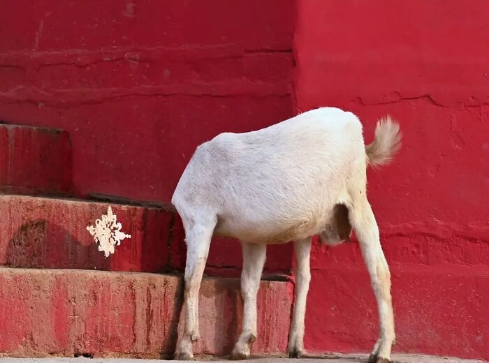 These 43 Photos By Pranay Pariyar Capture The Strange Reality Of Animals Living On The Streets These 43 Photos By Pranay Pariyar Capture The Strange Reality Of Animals Living On The Streets