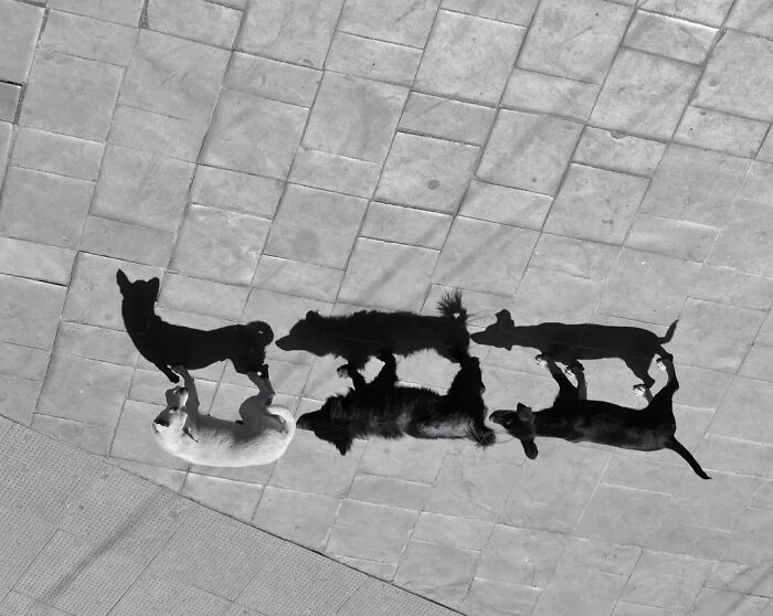 These 43 Photos By Pranay Pariyar Capture The Strange Reality Of Animals Living On The Streets These 43 Photos By Pranay Pariyar Capture The Strange Reality Of Animals Living On The Streets