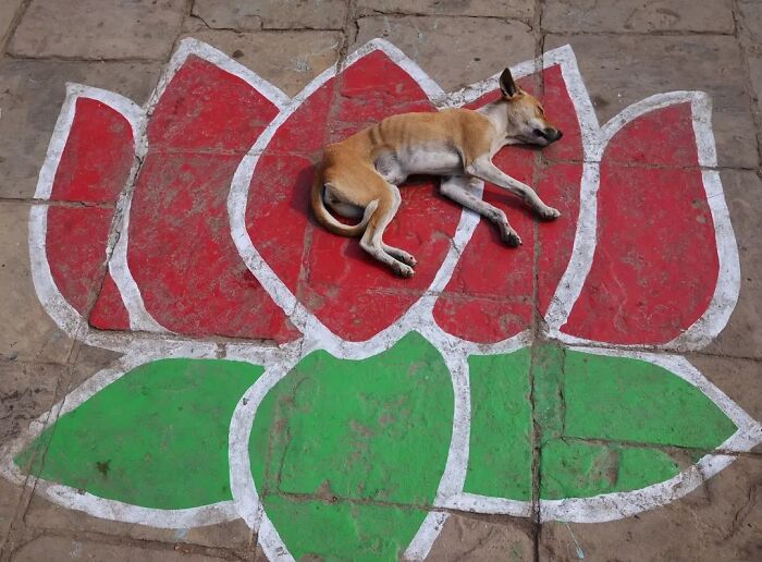 These 43 Photos By Pranay Pariyar Capture The Strange Reality Of Animals Living On The Streets These 43 Photos By Pranay Pariyar Capture The Strange Reality Of Animals Living On The Streets