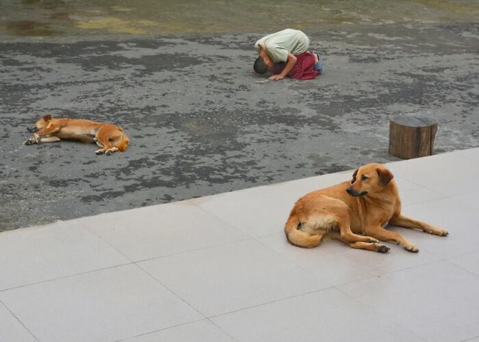 These 43 Photos By Pranay Pariyar Capture The Strange Reality Of Animals Living On The Streets These 43 Photos By Pranay Pariyar Capture The Strange Reality Of Animals Living On The Streets